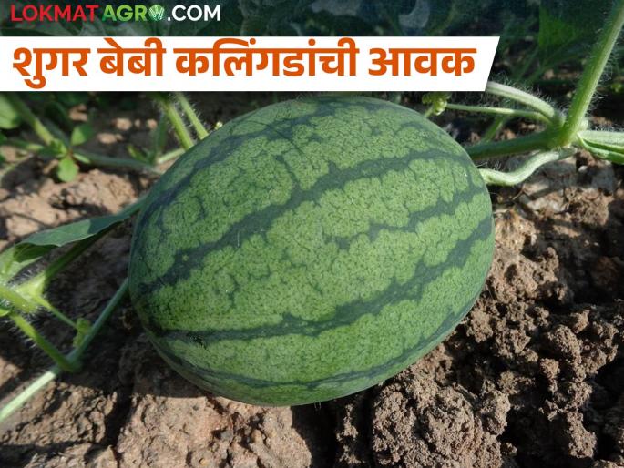 Sugar baby watermelon started to come in the market, how to grow this fruit? | शुगर बेबी कलिंगडे बाजारात येण्यास सुरुवात, कसं वाढवतात या फळाला? Sugar baby watermelon started to come in the market, how to grow this fruit? | शुगर बेबी कलिंगडे बाजारात येण्यास सुरुवात, कसं वाढवतात या फळाला?