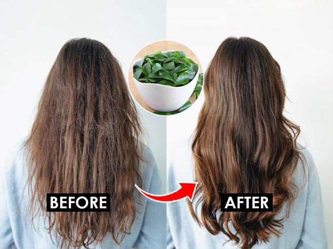 Natural Home Remedy For Hair Problems Hair Care Tips : Hair lifeless, dull? Use 1 kitchen ingredient for thick-soft hair, look beautiful... | केस निर्जीव, रुक्ष झाले? दाट-मुलायम केसांसाठी वापरा स्वयंपाकघरातील १ पदार्थ, दिसाल सुंदर...