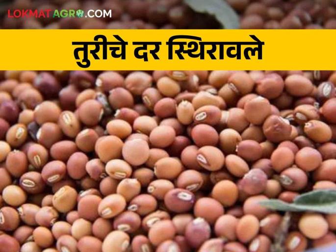 Tur Market: Tur prices stabilized, per quintal at Rs.. | Tur Market: तूरीचे दर स्थिरावले, दर आले प्रतिक्विंटल इतक्या रुपयांवर Tur Market: Tur prices stabilized, per quintal at Rs.. | Tur Market: तूरीचे दर स्थिरावले, दर आले प्रतिक्विंटल इतक्या रुपयांवर