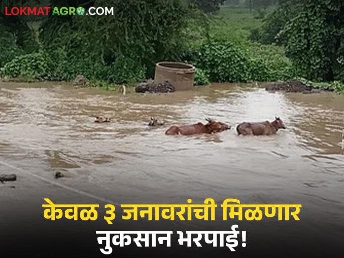 Marathwada Flood: Over 57 thousand livestock lost in the state! Compensation criteria at the farmers' fingertips | Marathwada Flood : राज्यात ५७ हजारांवर पशुधनाचे नुकसान! नुकसान भरपाईचे निकष शेतकऱ्यांच्या मुळाशी