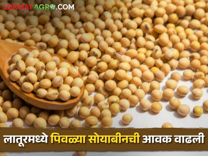 Soybean: Highest arrival of yellow soybeans in Latur today, what is the price? | Soybean: लातूरमध्ये पिवळ्या सोयाबीनची आज सर्वाधिक आवक, काय मिळतोय भाव? Soybean: Highest arrival of yellow soybeans in Latur today, what is the price? | Soybean: लातूरमध्ये पिवळ्या सोयाबीनची आज सर्वाधिक आवक, काय मिळतोय भाव?