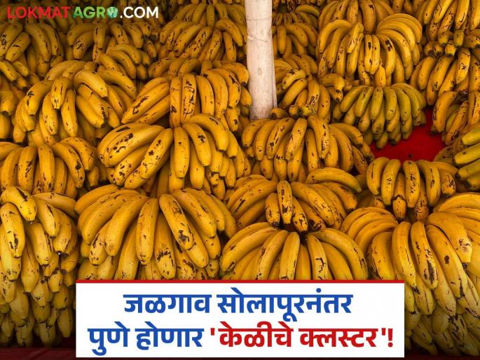 Now there will be a banana cluster in Pune! Aims to increase production to 2 lakh tonnes; District Collector's instructions | Pune Banana Cluster : पुण्यात होणार आता केळीचे क्लस्टर! उत्पादन २ लाख टनावर नेण्याचे उद्दिष्ट्ये; जिल्हाधिकाऱ्यांचे निर्देश Now there will be a banana cluster in Pune! Aims to increase production to 2 lakh tonnes; District Collector's instructions | Pune Banana Cluster : पुण्यात होणार आता केळीचे क्लस्टर! उत्पादन २ लाख टनावर नेण्याचे उद्दिष्ट्ये; जिल्हाधिकाऱ्यांचे निर्देश