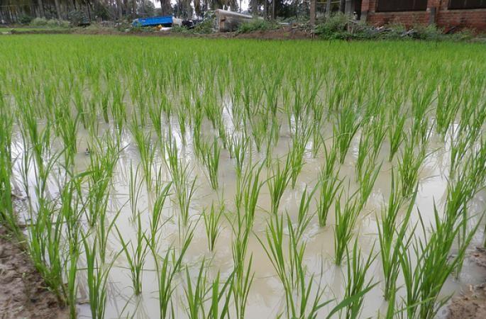 60 species of endangered grains will grow on the soil of the reservoir after 50 years | भंडाऱ्यातील मातीवर ५० वर्षांनंतर उगवणार लुप्त धानाच्या ६० प्रजाती 60 species of endangered grains will grow on the soil of the reservoir after 50 years | भंडाऱ्यातील मातीवर ५० वर्षांनंतर उगवणार लुप्त धानाच्या ६० प्रजाती