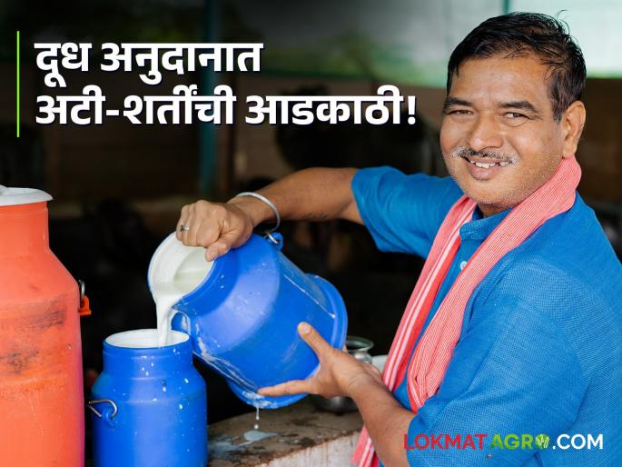 Obstacle terms conditions in milk subsidy How many farmers will benefit from this? | दूध अनुदानात अटी-शर्तींची आडकाठी! किती शेतकऱ्यांना होणार फायदा? Obstacle terms conditions in milk subsidy How many farmers will benefit from this? | दूध अनुदानात अटी-शर्तींची आडकाठी! किती शेतकऱ्यांना होणार फायदा?