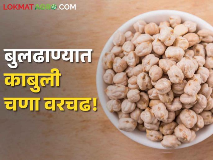 Kabuli gram dominates in Buldhana, hybrid gram is also fetching good market price | बुलढाण्यात काबुली चणा वरचढ, हायब्रीड हरभऱ्यालाही मिळतोय चांगला बाजारभाव Kabuli gram dominates in Buldhana, hybrid gram is also fetching good market price | बुलढाण्यात काबुली चणा वरचढ, हायब्रीड हरभऱ्यालाही मिळतोय चांगला बाजारभाव
