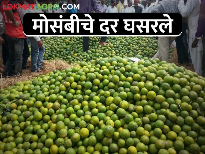Why has the Mosambi market is down? Turnover decreased by about 50 percent | मोसंबी बाजार का थंडावलाय? सुमारे ५० टक्के उलाढाल घटली Why has the Mosambi market is down? Turnover decreased by about 50 percent | मोसंबी बाजार का थंडावलाय? सुमारे ५० टक्के उलाढाल घटली