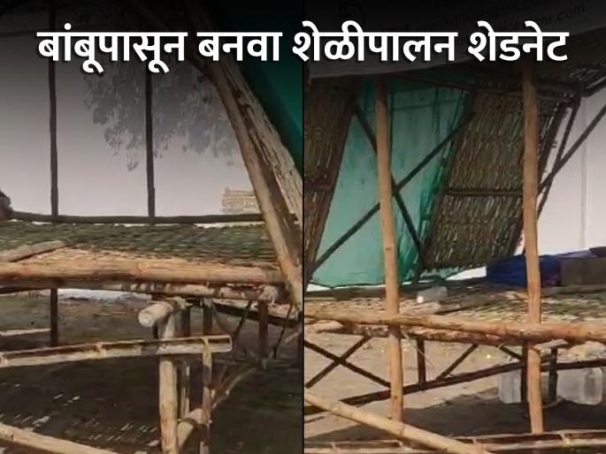 Latest News Goat rearing shednet and onion net made from bamboo | ॲग्री बिजनेस : बांबूपासून बनवा शेळीपालन शेडनेट, कांदाचाळ Latest News Goat rearing shednet and onion net made from bamboo | ॲग्री बिजनेस : बांबूपासून बनवा शेळीपालन शेडनेट, कांदाचाळ