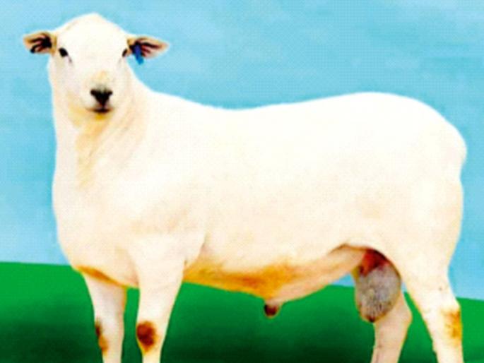 A sheep costs two crore rupees! | एका मेंढीची किंमत दोन कोटी रुपये! असं काय विशेष आहे... A sheep costs two crore rupees! | एका मेंढीची किंमत दोन कोटी रुपये! असं काय विशेष आहे...