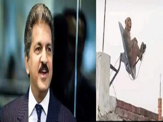 Anand mahindra shares hilariou picture of monkey sitting on dish antenna for caption competition | डिशवर बसलेल्या माकडाला पाहून महिंद्रांनी दिली 'ही' रिएक्शन, जाहीर केले 'कॅप्शन कॉन्टेस्ट'च्या विजेत्यांचे नाव