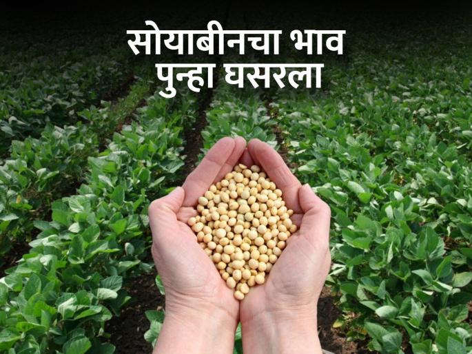 The price of soybeans fell by Rs 200 again, what is the current price per quintal? | सोयाबीनचा भाव पुन्हा २०० रुपयांनी घसरला, सध्या क्विंटलमागे काय मिळतोय भाव? The price of soybeans fell by Rs 200 again, what is the current price per quintal? | सोयाबीनचा भाव पुन्हा २०० रुपयांनी घसरला, सध्या क्विंटलमागे काय मिळतोय भाव?