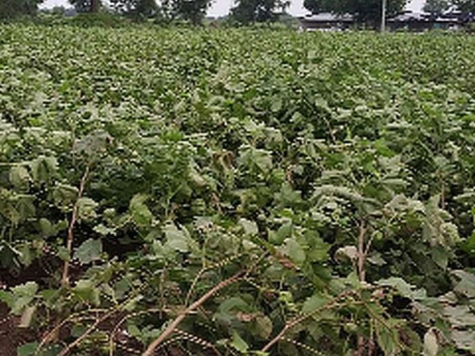 Hundreds of hectares of cotton crop lying horizontal | शेकडो हेक्टरवरील कापूस पीक आडवे Hundreds of hectares of cotton crop lying horizontal | शेकडो हेक्टरवरील कापूस पीक आडवे