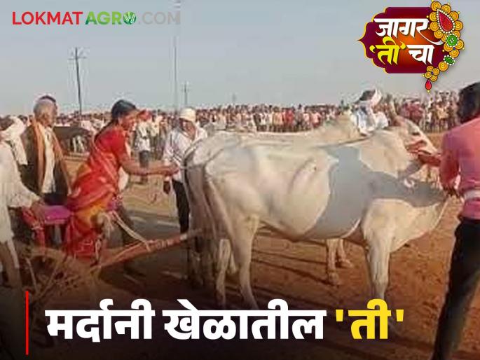 Successful Women Seema Patil Maharashtras only woman driver in bullock cart race | Successful Women : 'मर्दानी बैलगाडा शर्यती'त सिमाताईंचा डंका! 'ते' वाक्य मनाला लागलं अन्... Successful Women Seema Patil Maharashtras only woman driver in bullock cart race | Successful Women : 'मर्दानी बैलगाडा शर्यती'त सिमाताईंचा डंका! 'ते' वाक्य मनाला लागलं अन्...