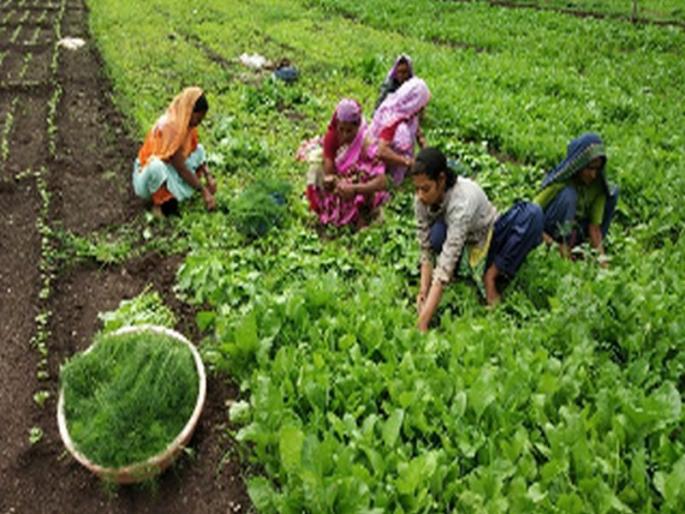 Short-term cultivation | अल्प मुदतीच्या पिकांची लागवड Short-term cultivation | अल्प मुदतीच्या पिकांची लागवड