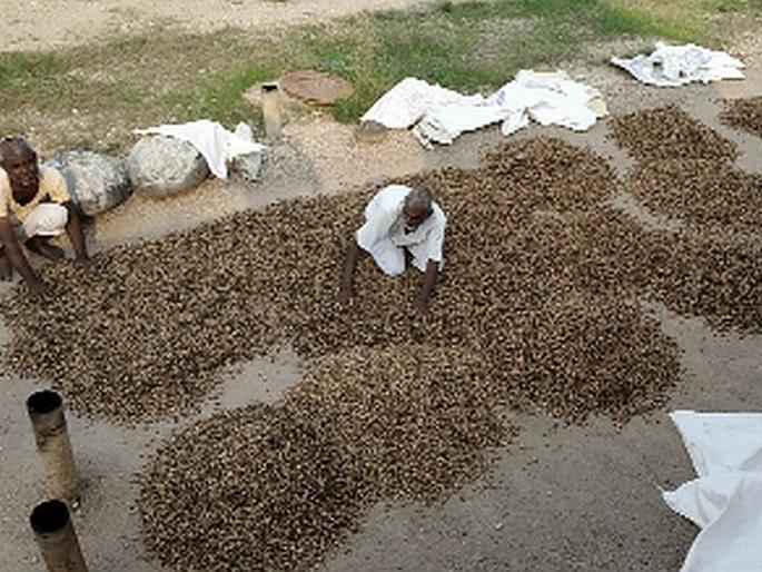 Prices of groundnut in the market | बाजारात भुईमूगाला मातीमोल भाव Prices of groundnut in the market | बाजारात भुईमूगाला मातीमोल भाव