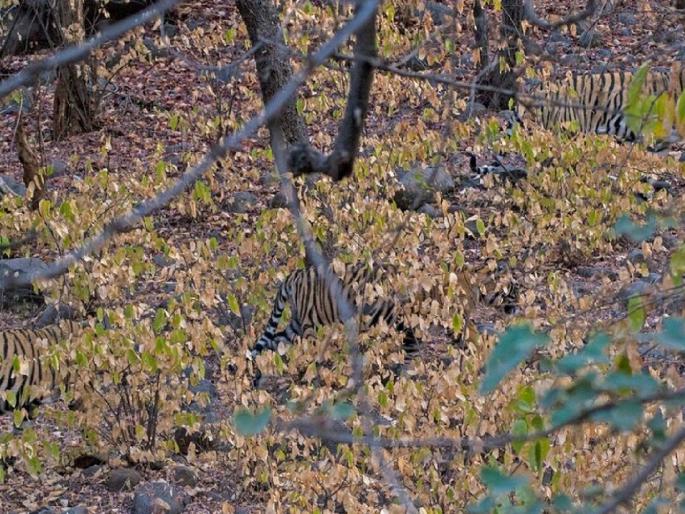 Optical illusion : Can you count the tigers on this viral photo | ढूंढते रह जाओगे! 'या' फोटोत किती वाघ आहेत हे शोधून भल्याभल्यांच्या नाकी आले नऊ, तुम्हीही ट्राय करा... Optical illusion : Can you count the tigers on this viral photo | ढूंढते रह जाओगे! 'या' फोटोत किती वाघ आहेत हे शोधून भल्याभल्यांच्या नाकी आले नऊ, तुम्हीही ट्राय करा...