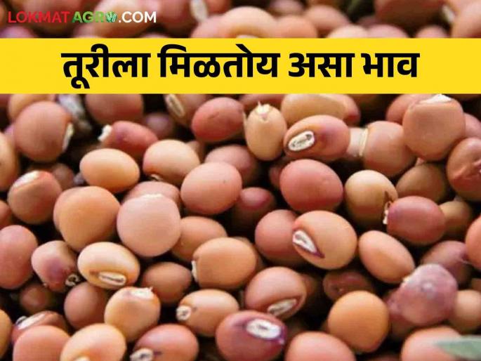 Tur market yard: How is the market price of tur in which market committee? After quintal… | Tur market yard: कोणत्या बाजारसमितीत तूरीला कसा बाजारभाव? क्विंटलमागे… Tur market yard: How is the market price of tur in which market committee? After quintal… | Tur market yard: कोणत्या बाजारसमितीत तूरीला कसा बाजारभाव? क्विंटलमागे…