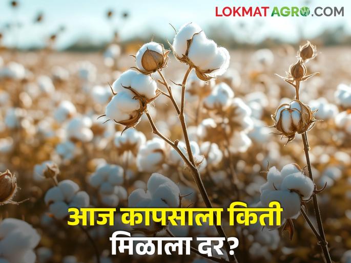 maharashtra agriculture farmer todays cotton rates market yard market price | कापसाला आज किती मिळाला दर? जाणून घ्या सविस्तर
