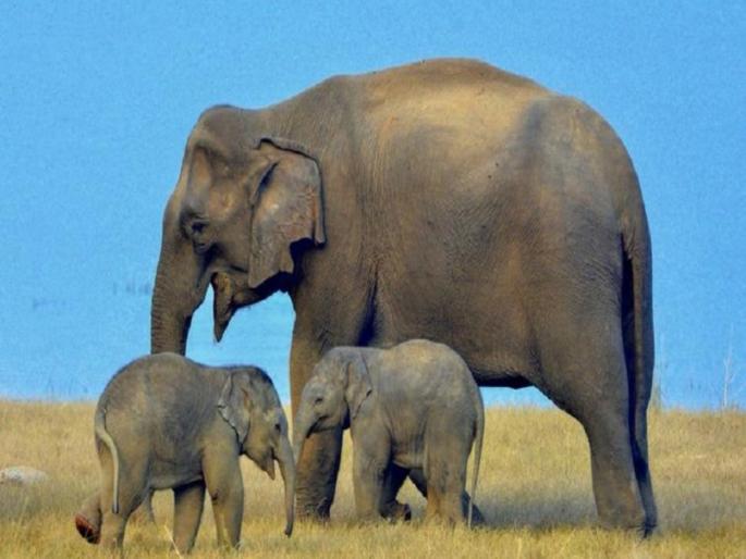 Secret of long pregnancy of elephant reveal in research know the secret | जवळपास 2 वर्षे लांब चालते हत्तीणीची प्रेग्नन्सी, जाणून घ्या यामागचं रहस्य! Secret of long pregnancy of elephant reveal in research know the secret | जवळपास 2 वर्षे लांब चालते हत्तीणीची प्रेग्नन्सी, जाणून घ्या यामागचं रहस्य!