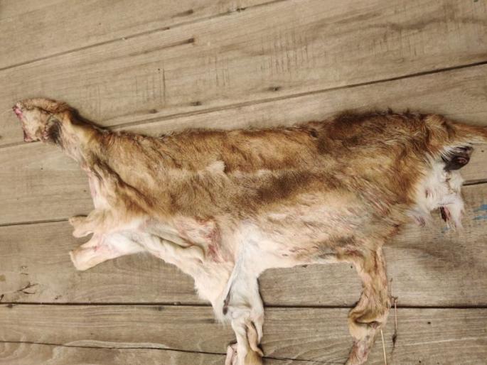 Deer hunting in Renukapur forest in Yavatmal district | यवतमाळ जिल्ह्यातील रेणुकापूर वनक्षेत्रात काळविटाची शिकार Deer hunting in Renukapur forest in Yavatmal district | यवतमाळ जिल्ह्यातील रेणुकापूर वनक्षेत्रात काळविटाची शिकार