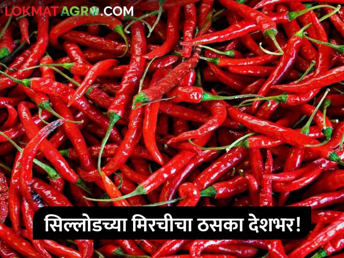 Sillod's pepper stamp all over the country! Examination for GI rating | सिल्लोडच्या मिरचीचा ठसका देशभर! जीआय मानांकनासाठी होणार परीक्षण Sillod's pepper stamp all over the country! Examination for GI rating | सिल्लोडच्या मिरचीचा ठसका देशभर! जीआय मानांकनासाठी होणार परीक्षण