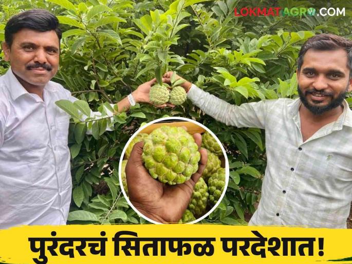 Purandar highlands custard apple famous in world Successful export Arab countries | Purandar Custard Apple : पुरंदरच्या सिताफळाचा जगात डंका! अरब देशातील निर्यात सक्सेसफुल! Purandar highlands custard apple famous in world Successful export Arab countries | Purandar Custard Apple : पुरंदरच्या सिताफळाचा जगात डंका! अरब देशातील निर्यात सक्सेसफुल!