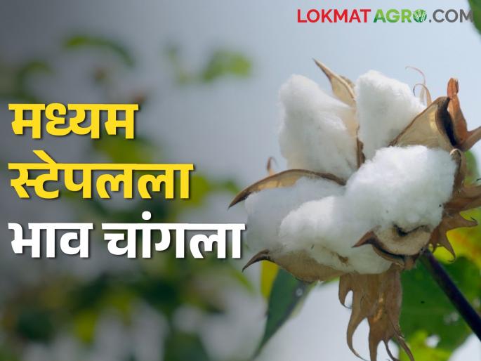 Chhatrapati Sambhajinagar saw the highest price for medium staple cotton today | छत्रपती संभाजीनगरमध्ये मध्यम स्टेपल कापसाला आज सर्वाधिक भाव Chhatrapati Sambhajinagar saw the highest price for medium staple cotton today | छत्रपती संभाजीनगरमध्ये मध्यम स्टेपल कापसाला आज सर्वाधिक भाव
