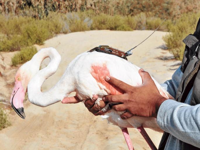 Flemingo's original place will know; Satellite tagging to six flamingos | फ्लेमिंगोंचे मुक्काम पोस्ट कळणार; सहा फ्लेमिंगोंना सॅटेलाइट टॅगिंग Flemingo's original place will know; Satellite tagging to six flamingos | फ्लेमिंगोंचे मुक्काम पोस्ट कळणार; सहा फ्लेमिंगोंना सॅटेलाइट टॅगिंग