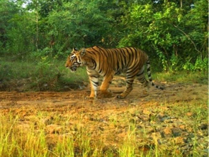 A man-eating tiger in Dibhana forest; The cowherd was attacked and killed | दिभना जंगलात नरभक्षक वाघ; गुराख्यावर हल्ला करून ठार केले A man-eating tiger in Dibhana forest; The cowherd was attacked and killed | दिभना जंगलात नरभक्षक वाघ; गुराख्यावर हल्ला करून ठार केले