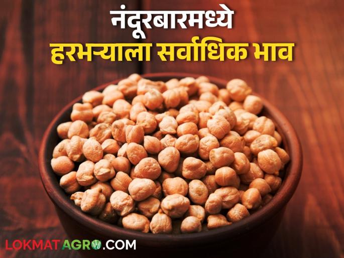 Katya gram along with garda, red and local varieties of gram are getting per quintal... | कात्या हरभऱ्यासह गार्डा, लाल व स्थानिक जातीच्या हरभऱ्याला क्विंटलमागे मिळतोय...