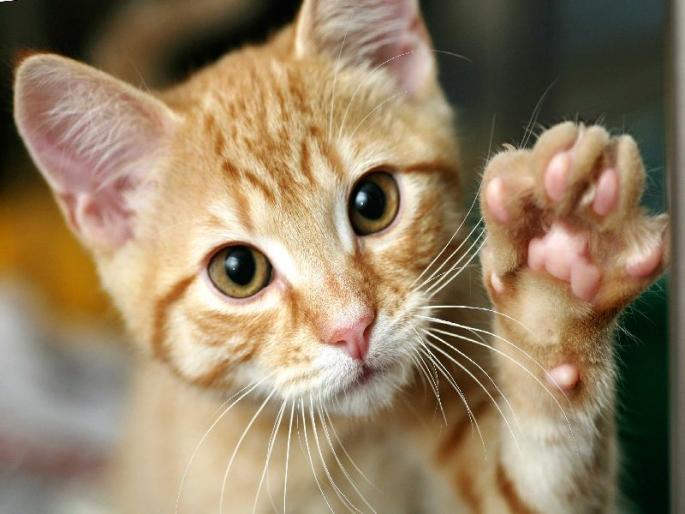 Suspicious death of 19 cats, possibility of poisoning | 19 मांजरींचा संशयास्पद मृत्यू, विष देऊन मारल्याची शक्यता Suspicious death of 19 cats, possibility of poisoning | 19 मांजरींचा संशयास्पद मृत्यू, विष देऊन मारल्याची शक्यता