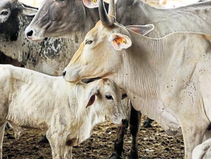 rss leader indresh kumar statement over cow | गायीच्या शेणानं बनू शकते बंकर, कॅन्सरवर उपाय शक्य- इंद्रेश कुमार rss leader indresh kumar statement over cow | गायीच्या शेणानं बनू शकते बंकर, कॅन्सरवर उपाय शक्य- इंद्रेश कुमार