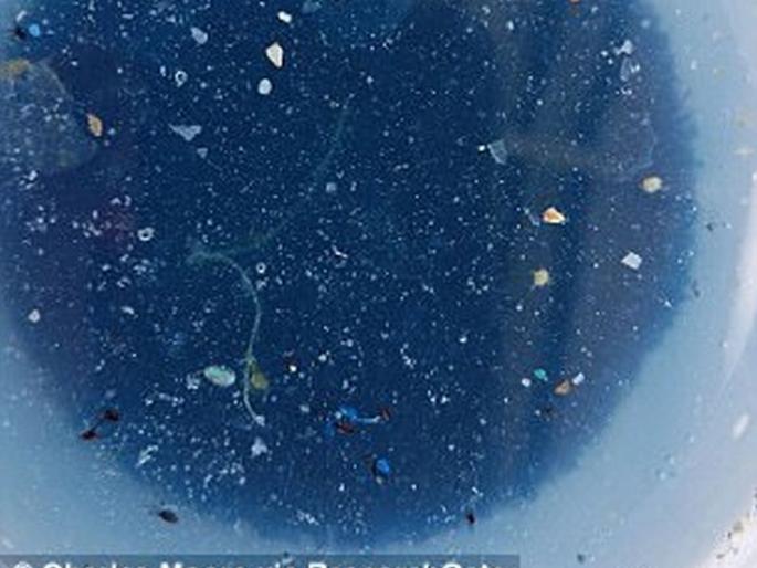Scientists confirm a SECOND 'great garbage patch' in the Pacific - and say it's bigger than TEXAS | प्रशांत महासागराच्या तळाशी बनतोय इटली, फ्रान्स देशांपेक्षाही मोठा कच-याचा पट्टा Scientists confirm a SECOND 'great garbage patch' in the Pacific - and say it's bigger than TEXAS | प्रशांत महासागराच्या तळाशी बनतोय इटली, फ्रान्स देशांपेक्षाही मोठा कच-याचा पट्टा