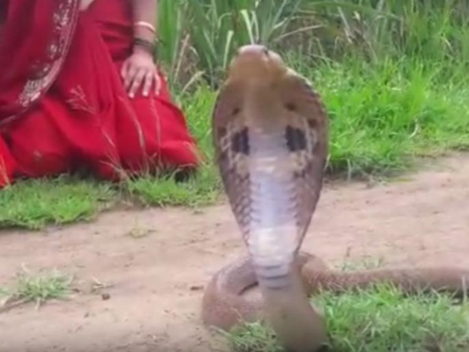 cala-gan-sayae-vaaraulaalaa-kaolahaapauraata-naagapancamai-utasaahaata | चल गं सये वारुळाला... कोल्हापुरात नागपंचमी उत्साहात