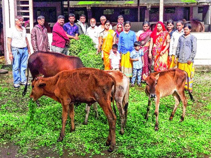 vaakadamadhayae-saurauu-ahae-gaaraincayaa-caa-yaasaathai-bhaisai | वाकडमध्ये सुरू आहे गार्इंच्या चा-यासाठी भिशी