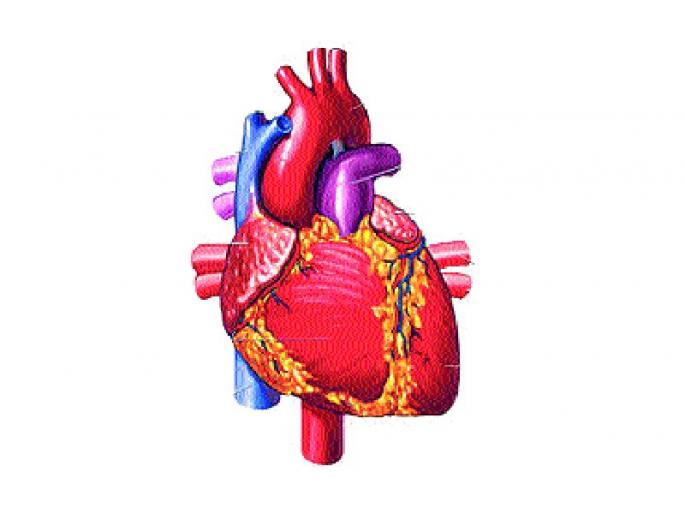 Livelihood of both of them due to woman's organs; In the heart of the Mulund hospital, the liver donates to the patient in Thane | महिलेच्या अवयवदानामुळे दोघांना जीवनदान; हृदय मुलुंड रुग्णालयात, तर यकृत ठाणे येथील रुग्णाला दान Livelihood of both of them due to woman's organs; In the heart of the Mulund hospital, the liver donates to the patient in Thane | महिलेच्या अवयवदानामुळे दोघांना जीवनदान; हृदय मुलुंड रुग्णालयात, तर यकृत ठाणे येथील रुग्णाला दान