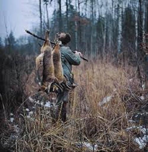 Activists' craving for hunting inquiry! | शिकारीच्या चौकशीसाठी कार्यकर्ते ‘तरस’ले!