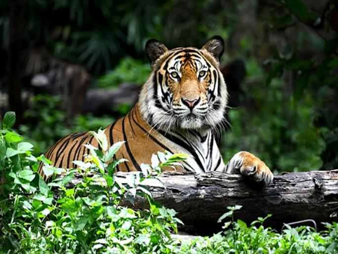 Talking about tigers, panic in the house | वाघ असल्याच्या चर्चेने कौठ्यात दहशत