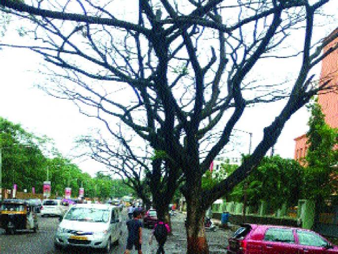 100 trees moved unopposed | पेरूची १०० झाडे विनापरवाना हलवली, महामेट्रोने केला प्रकार