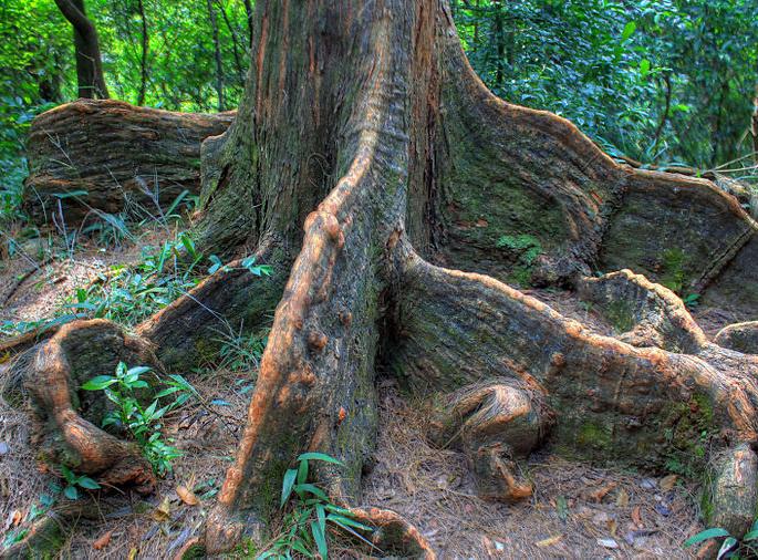 Trees gives 'oxygen' to our lives | आपल्या जीवनशैलीतून निसर्ग, झाडं हद्दपार झाली आणि...
