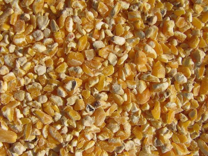 Distribution of inferior maize finally stopped! | निकृष्ट मक्याचे वाटप अखेर बंद! Distribution of inferior maize finally stopped! | निकृष्ट मक्याचे वाटप अखेर बंद!