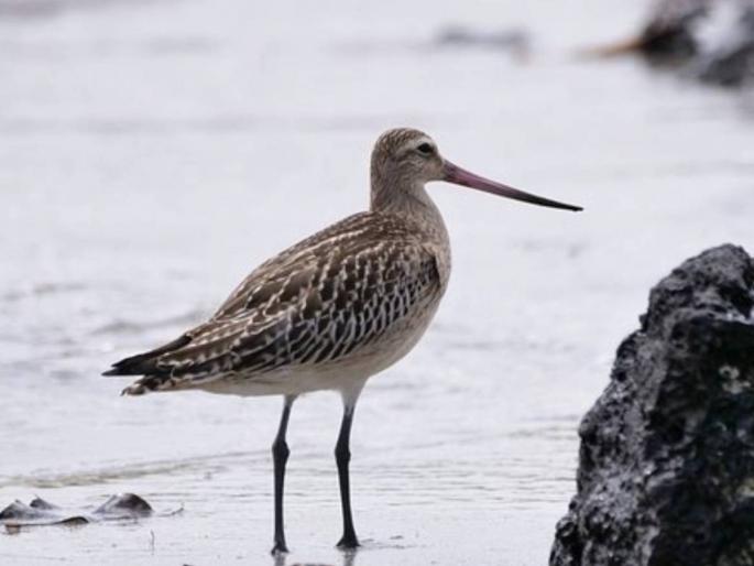 A bar tailed godwit, just 5 years old, has set a world record by traveling 13,500 km non-stop for 11 days | Guinness World Record: 264 तास न थांबता रात्रंदिवस घेतली 'भरारी', 13,500 किमीच्या प्रवाशाने केला 'विश्वविक्रम' A bar tailed godwit, just 5 years old, has set a world record by traveling 13,500 km non-stop for 11 days | Guinness World Record: 264 तास न थांबता रात्रंदिवस घेतली 'भरारी', 13,500 किमीच्या प्रवाशाने केला 'विश्वविक्रम'