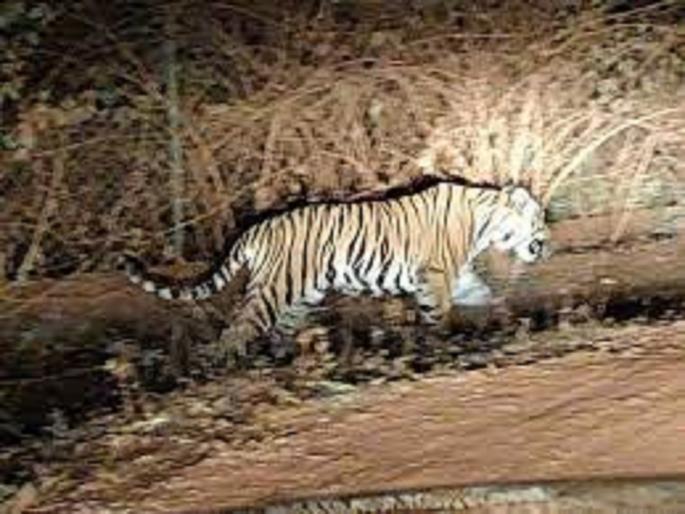A farmer was killed by a tiger at a distance of 1 km from the village in Gadchiroli district | वाघाने घेतला गुराख्याचा बळी; गावापासून १ किमी दूर अंतरावरची घटना A farmer was killed by a tiger at a distance of 1 km from the village in Gadchiroli district | वाघाने घेतला गुराख्याचा बळी; गावापासून १ किमी दूर अंतरावरची घटना