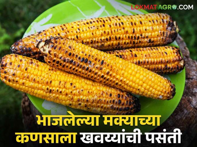 A crowd of citizens is seen at the crossroads; A gourmand favorite with roasted corn kernels | चौकाचौकात दिसतेय नागरिकांची गर्दी; भाजलेल्या मक्याच्या कणसाला खवय्यांची पसंती