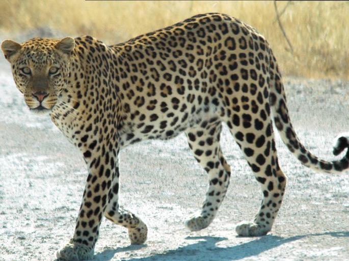 A leopard was found dead in Gadchiroli forest area | मुडझाच्या झुडपी जंगलात बिबट्या मृतावस्थेत आढळला, मृत्यूचे कारण गुलदस्त्यात A leopard was found dead in Gadchiroli forest area | मुडझाच्या झुडपी जंगलात बिबट्या मृतावस्थेत आढळला, मृत्यूचे कारण गुलदस्त्यात