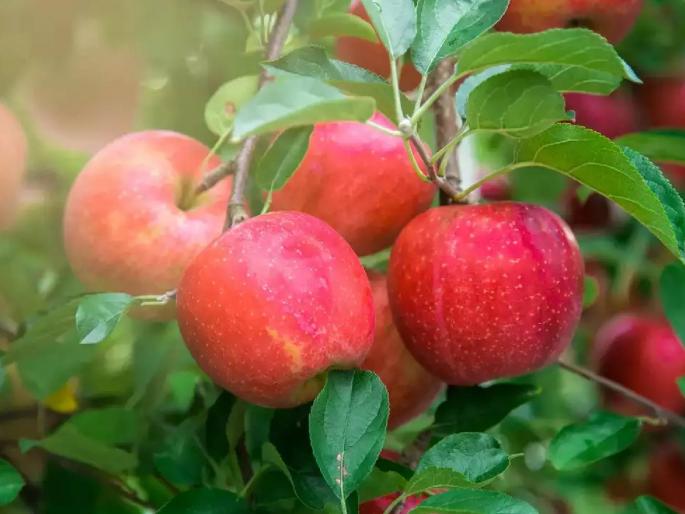 An apple garden in a strawberry farm A successful experiment of a farmer of Mahabaleshwar | स्ट्रॉबेरीच्या मळ्यात ‘सफरचंदा’ची बाग! महाबळेश्वरच्या शेतकऱ्याचा यशस्वी प्रयोग