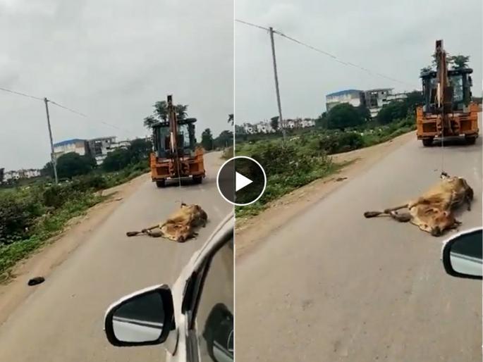 A video of JCB carrying the dead body of a cow with its legs tied is going viral | Video: जेसीबीला पाय बांधून गायीचा मृतदेह नेला फरफटत, लाजिरवाणा व्हिडीओ व्हायरल A video of JCB carrying the dead body of a cow with its legs tied is going viral | Video: जेसीबीला पाय बांधून गायीचा मृतदेह नेला फरफटत, लाजिरवाणा व्हिडीओ व्हायरल