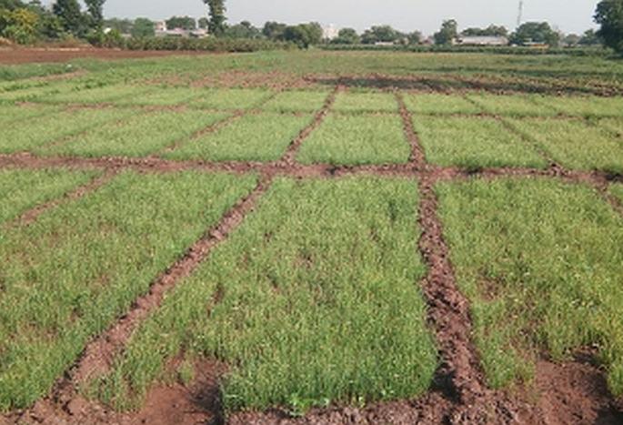 Crab disease on cultivated onion plants | लागवडीच्या कांदा रोपांवर करपा रोग Crab disease on cultivated onion plants | लागवडीच्या कांदा रोपांवर करपा रोग