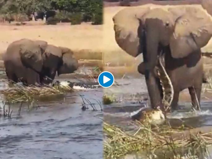 Viral Video : Angry elephant attack on crocodile video will shock you | खतरनाक! चिडलेल्या हत्तीने मगरीची केली हालत खराब, थरारक व्हिडीओ व्हायरल Viral Video : Angry elephant attack on crocodile video will shock you | खतरनाक! चिडलेल्या हत्तीने मगरीची केली हालत खराब, थरारक व्हिडीओ व्हायरल