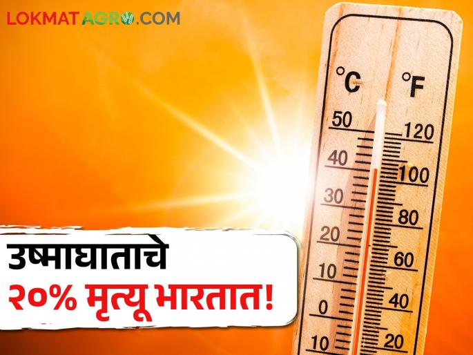 Climate Change: 20 percent of heat stroke deaths in India, most deaths occur here.. | Climate Change: उष्माघाताचे २० टक्के मृत्यू भारतात, सर्वाधिक मृत्यू होतात इथे.. Climate Change: 20 percent of heat stroke deaths in India, most deaths occur here.. | Climate Change: उष्माघाताचे २० टक्के मृत्यू भारतात, सर्वाधिक मृत्यू होतात इथे..
