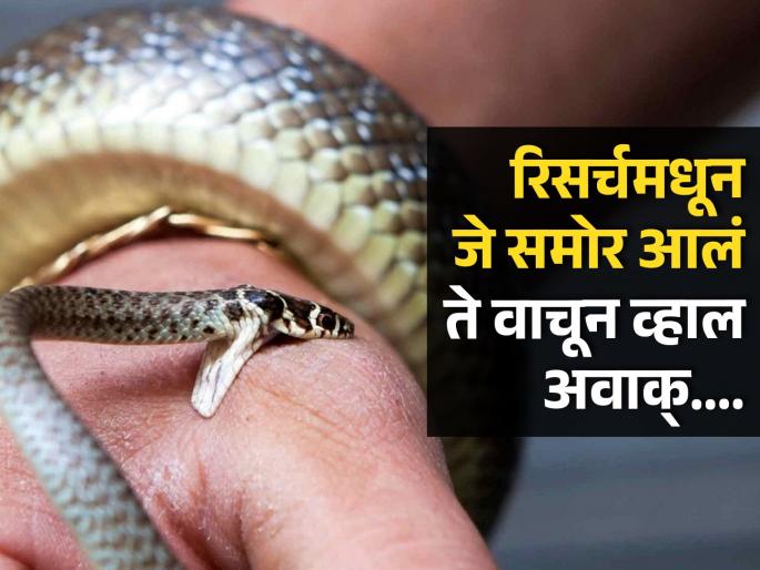 Scientist got himself bitten by a snake 40000 times for research | वैज्ञानिकाने रिसर्चसाठी ४० हजार वेळा सापाकडून करवून घेतला दंश, समोर आलं मोठं रहस्य... Scientist got himself bitten by a snake 40000 times for research | वैज्ञानिकाने रिसर्चसाठी ४० हजार वेळा सापाकडून करवून घेतला दंश, समोर आलं मोठं रहस्य...